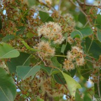 Syzygium cumini (L.) Skeels